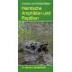 Heimische Amphibien und Reptilien in Jenas Landschaft